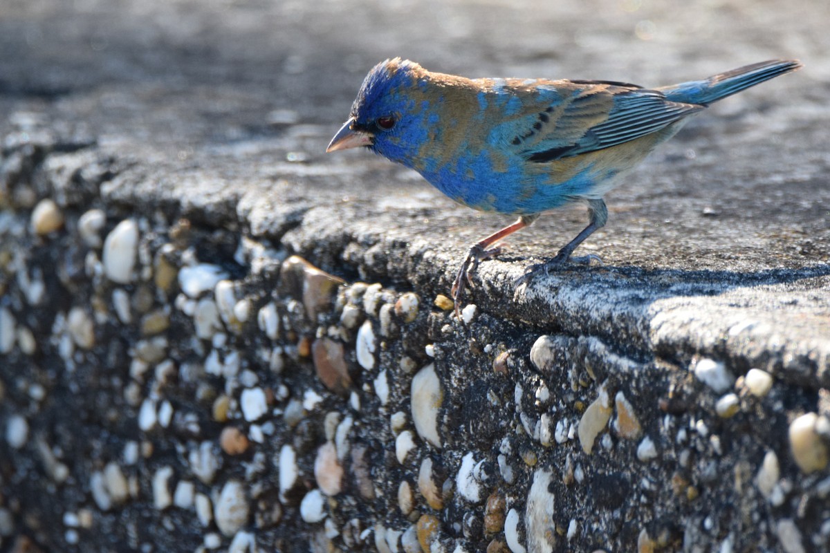 Indigo Bunting - Perry Doggrell