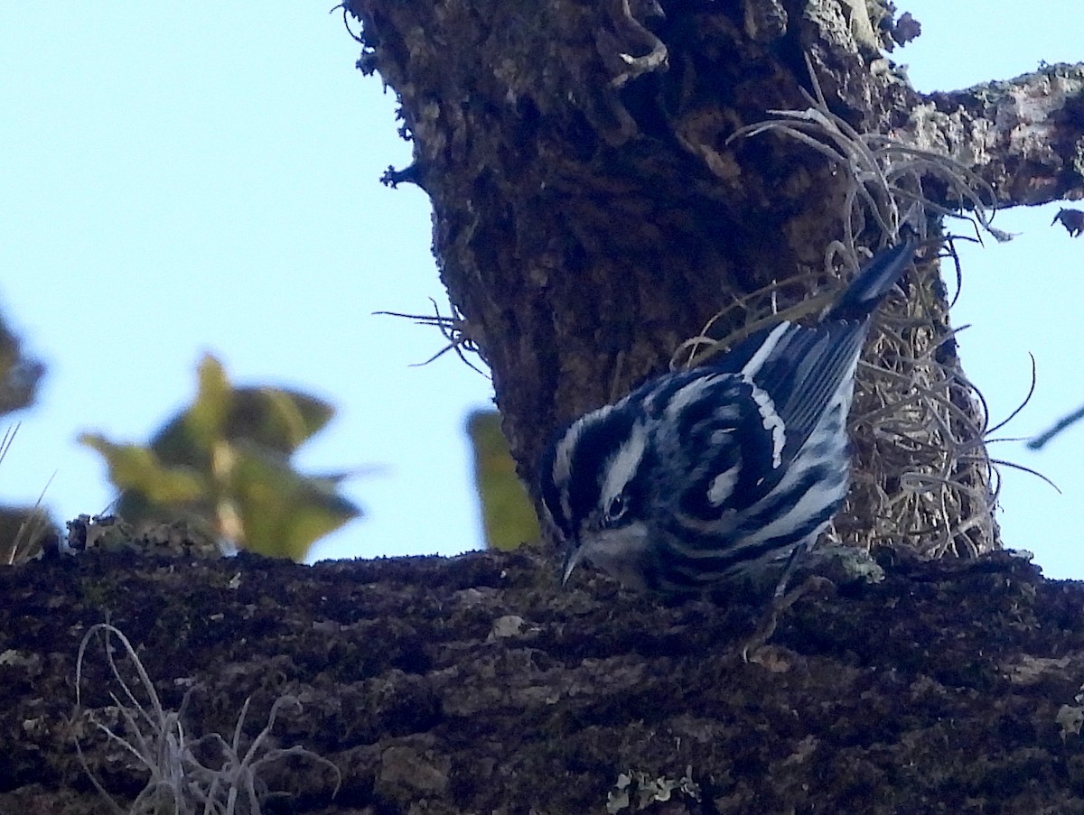 Black-and-white Warbler - ML531483921