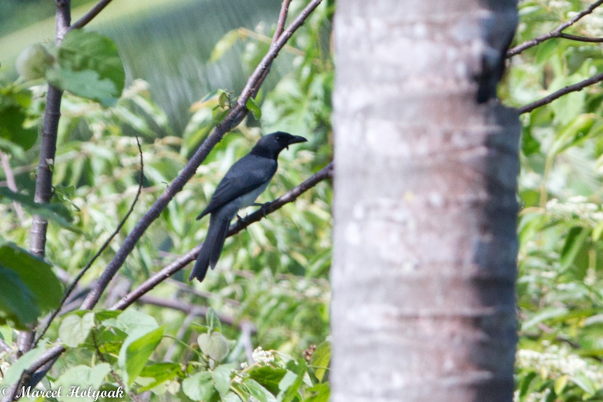 Moluccan Cuckooshrike - ML531484321