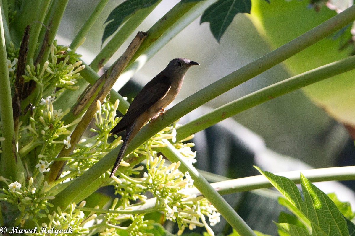 Brush Cuckoo - ML531486831