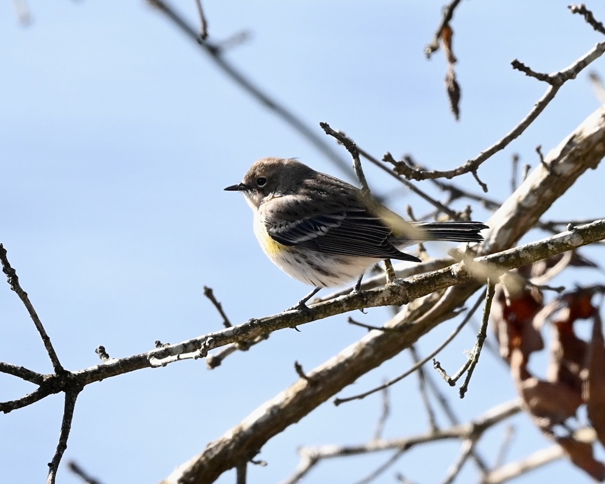 Yellow-rumped Warbler - ML531487351