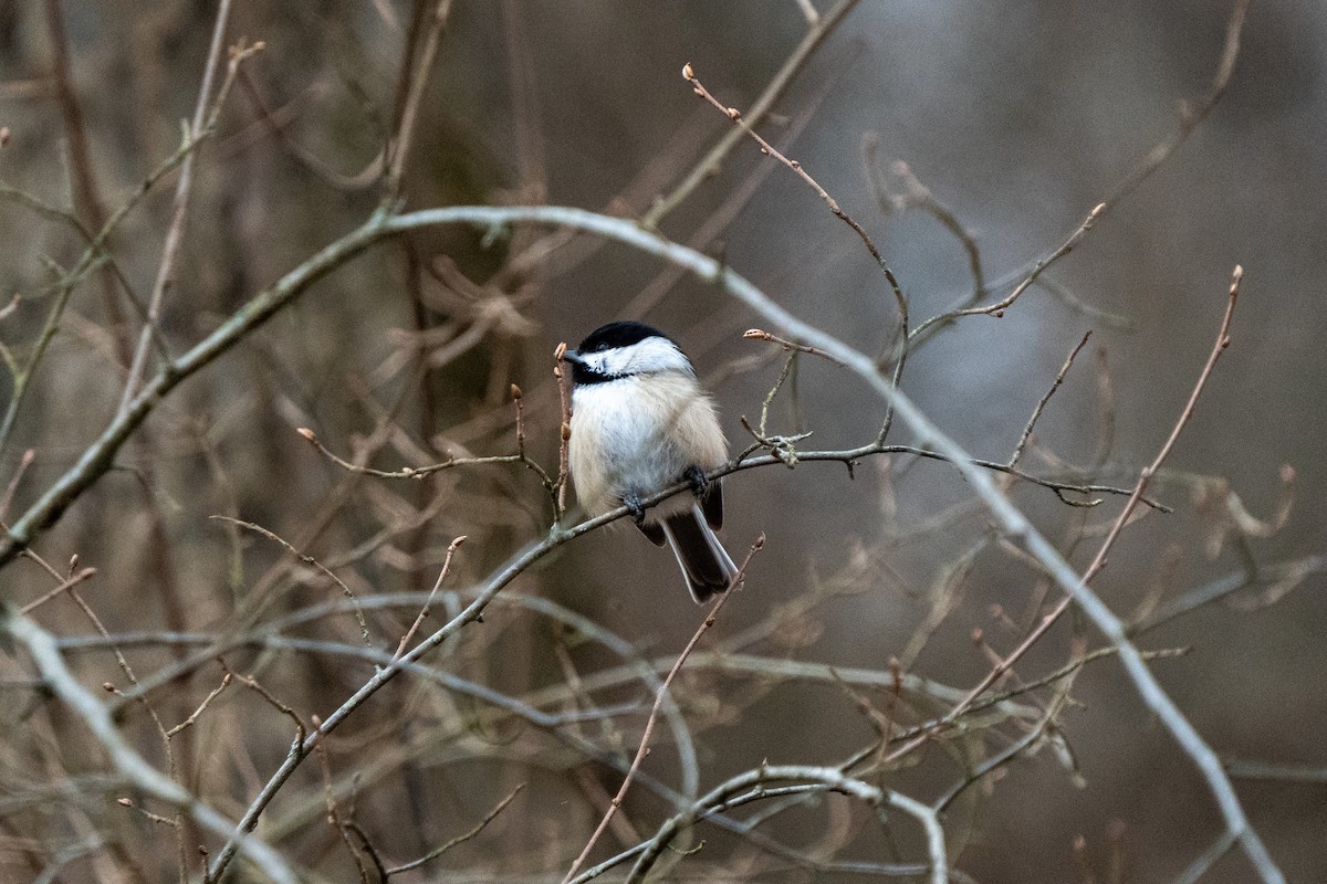 Black-capped Chickadee - ML531488791