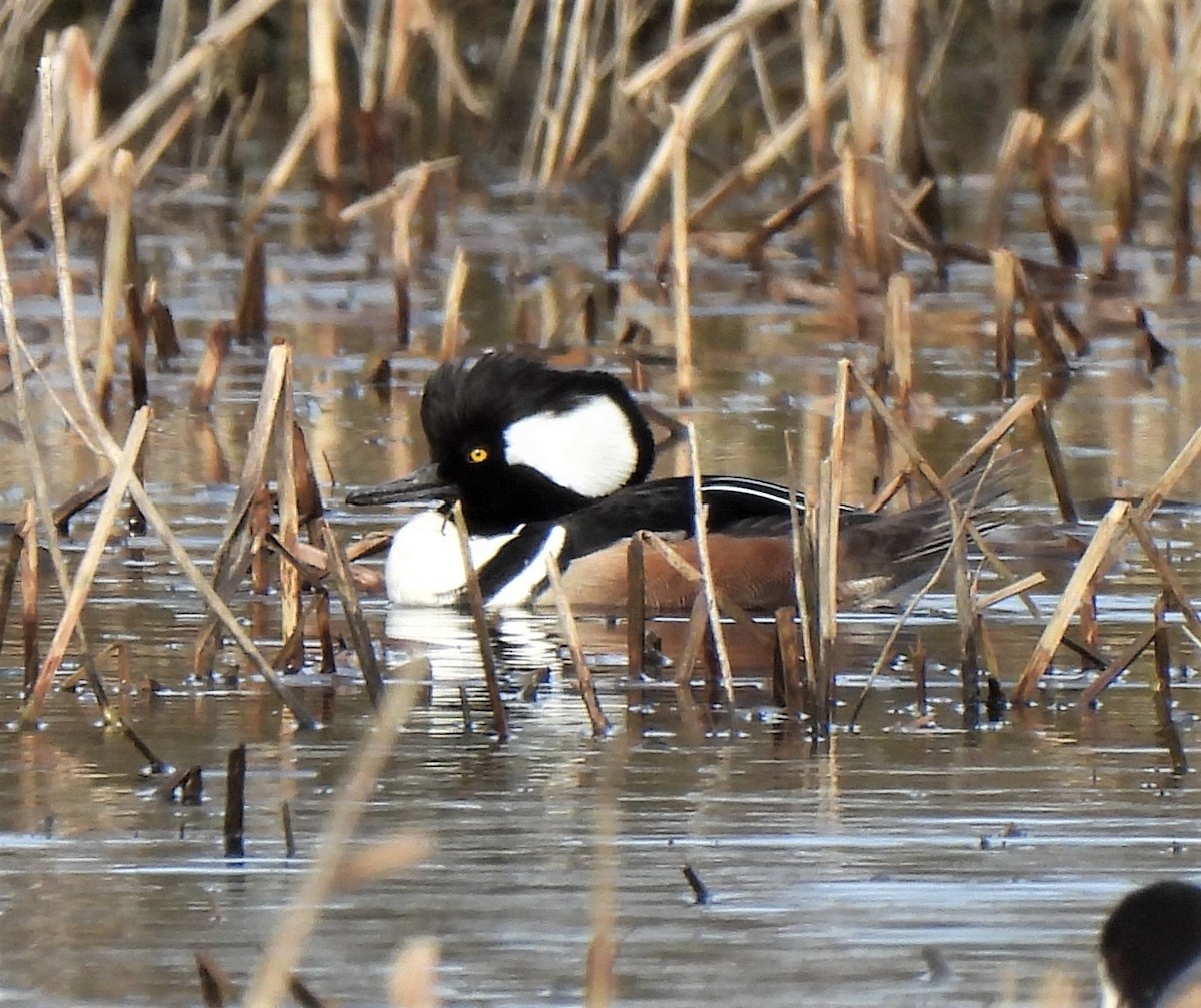 Hooded Merganser - ML531488961