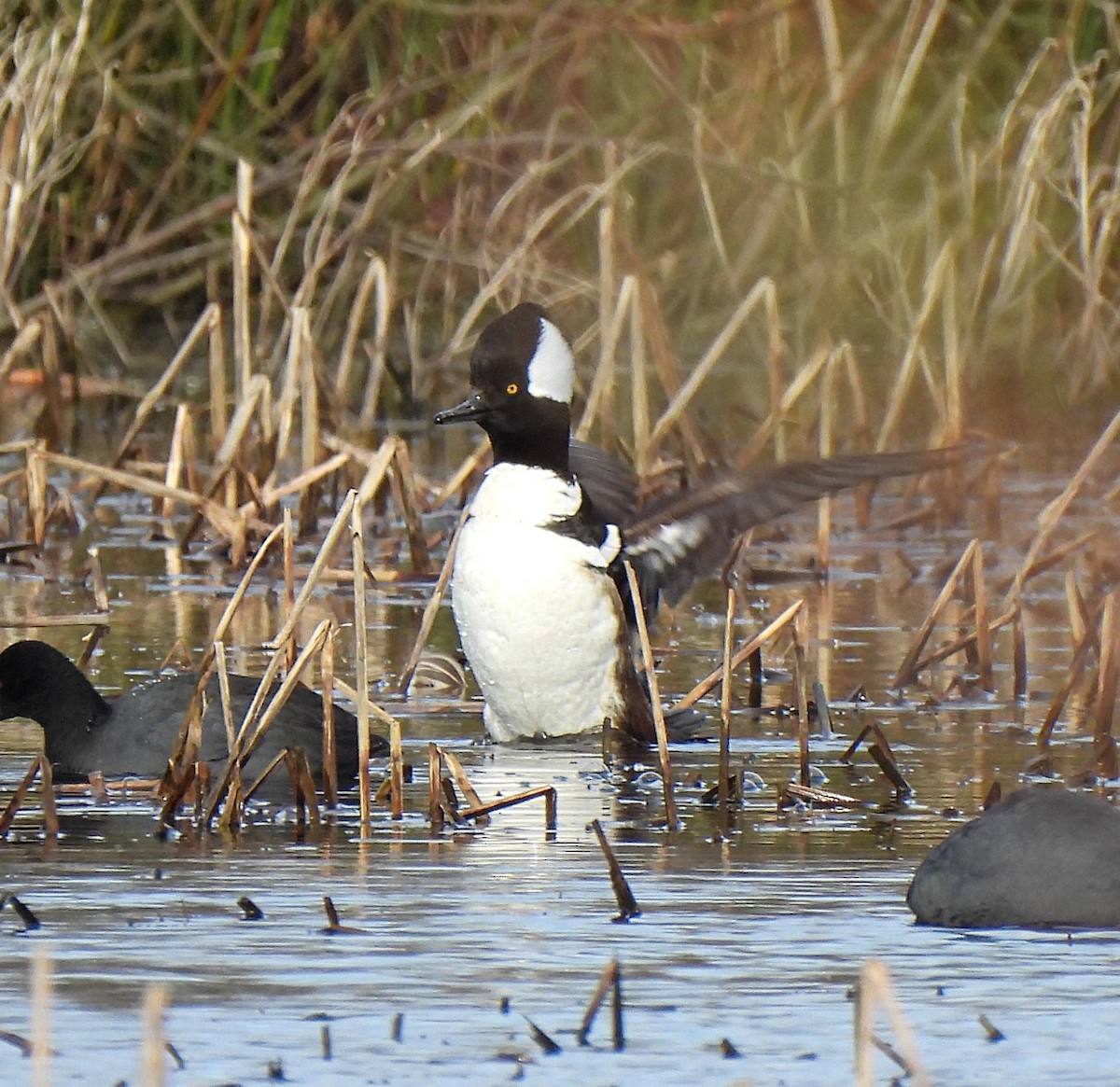 Hooded Merganser - ML531488971