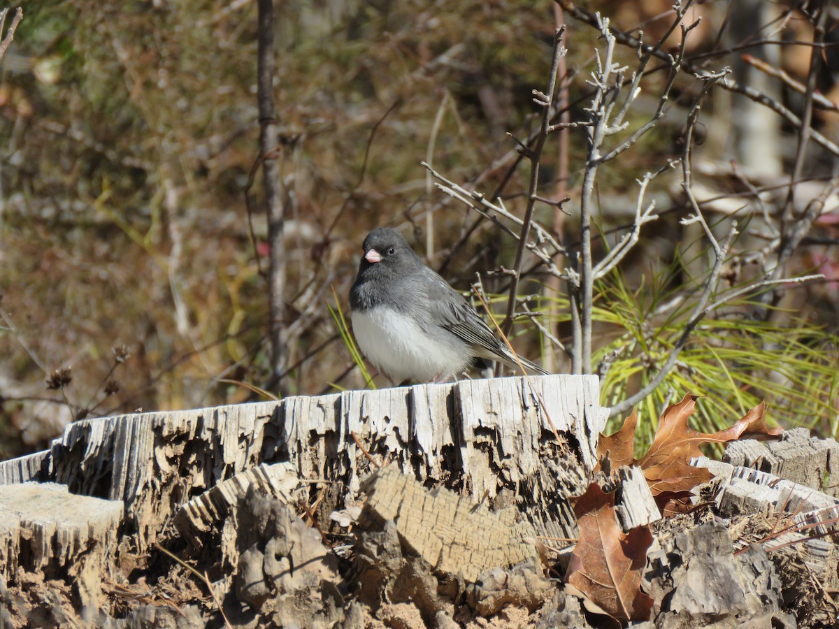 Dark-eyed Junco - ML531492861