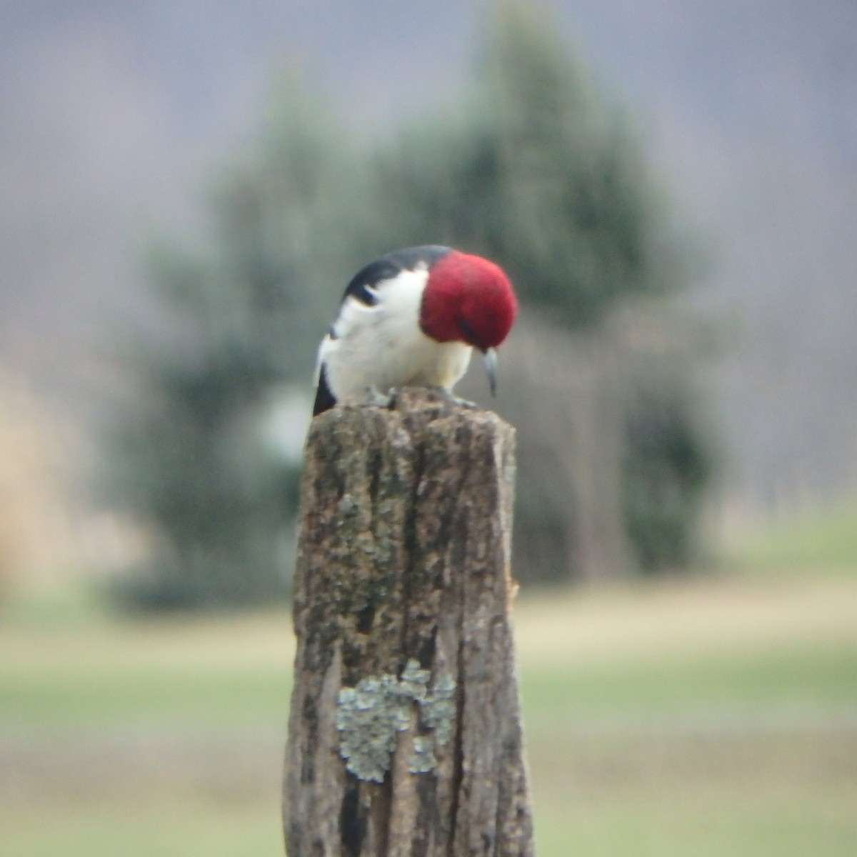 Red-headed Woodpecker - Chad Kauffman