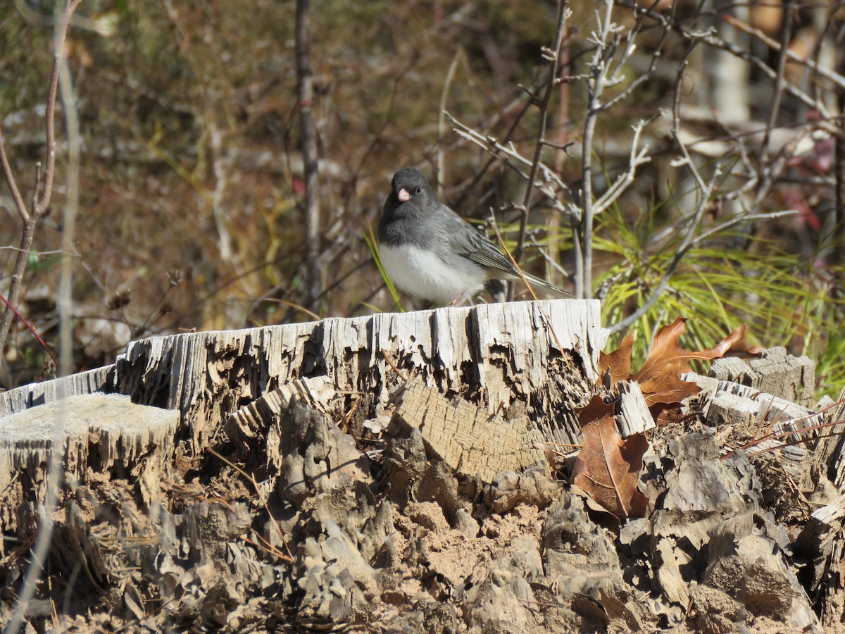 Dark-eyed Junco - ML531492951