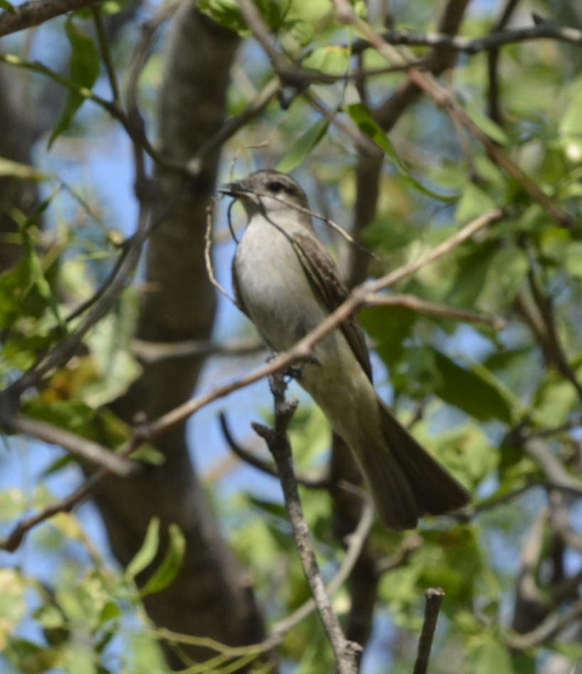 Crowned Slaty Flycatcher - Geoff Carpentier