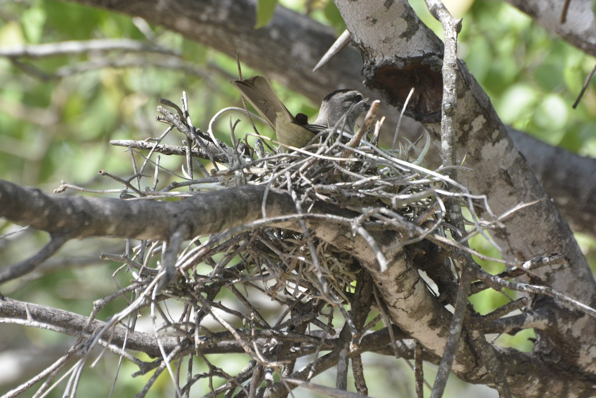 Crowned Slaty Flycatcher - ML531493131