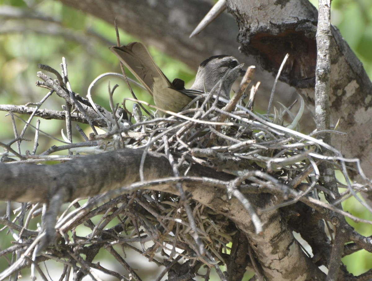 Crowned Slaty Flycatcher - ML531493141