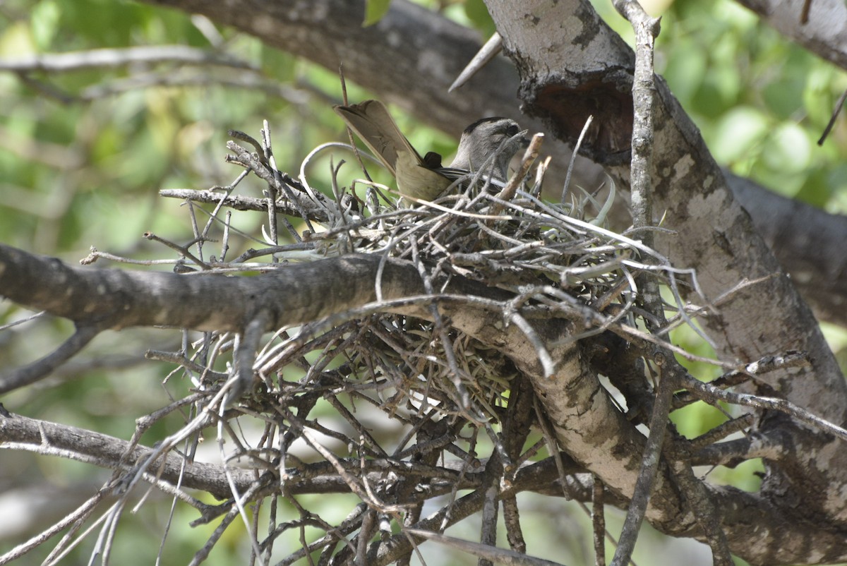 Crowned Slaty Flycatcher - ML531493151