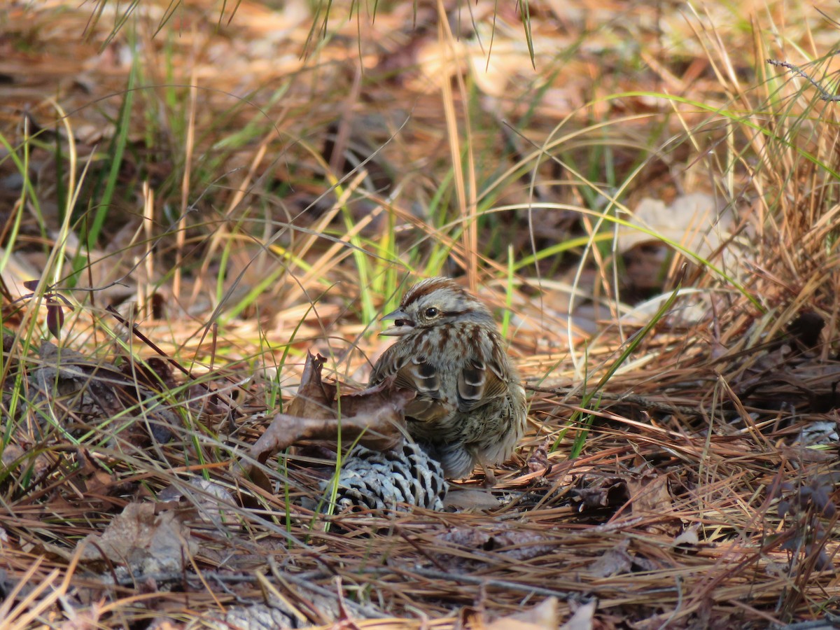 Song Sparrow - ML531493211