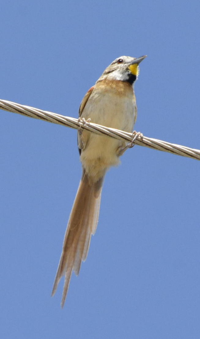 Chotoy Spinetail - Geoff Carpentier