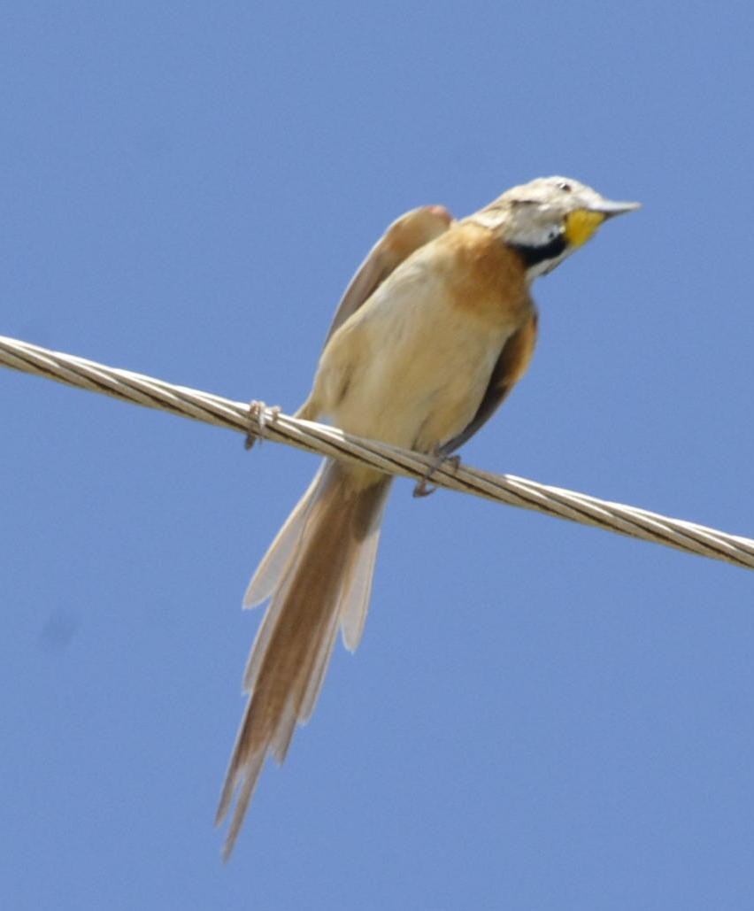 Chotoy Spinetail - Geoff Carpentier