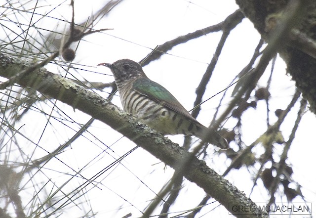 Shining Bronze-Cuckoo - Greg McLachlan