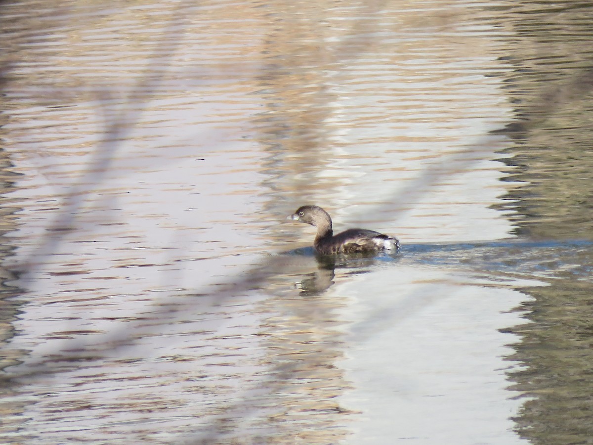 Pied-billed Grebe - ML531495211