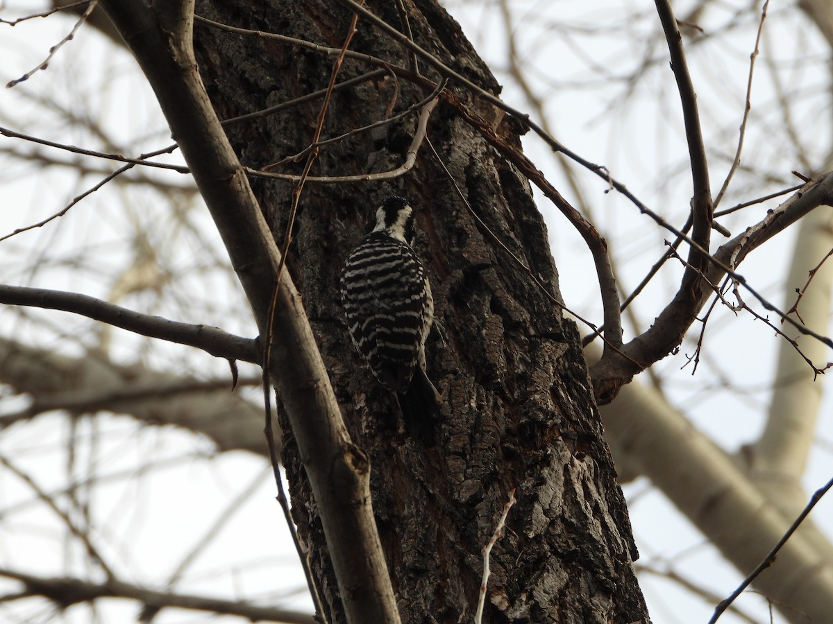 Nuttall's Woodpecker - ML531495411