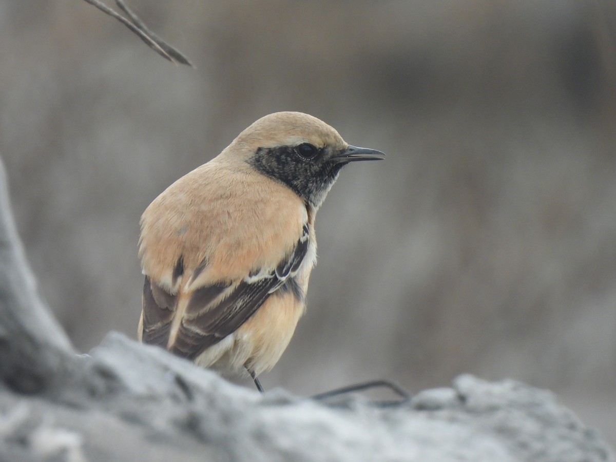 Desert Wheatear - Kun-Hui  Lin