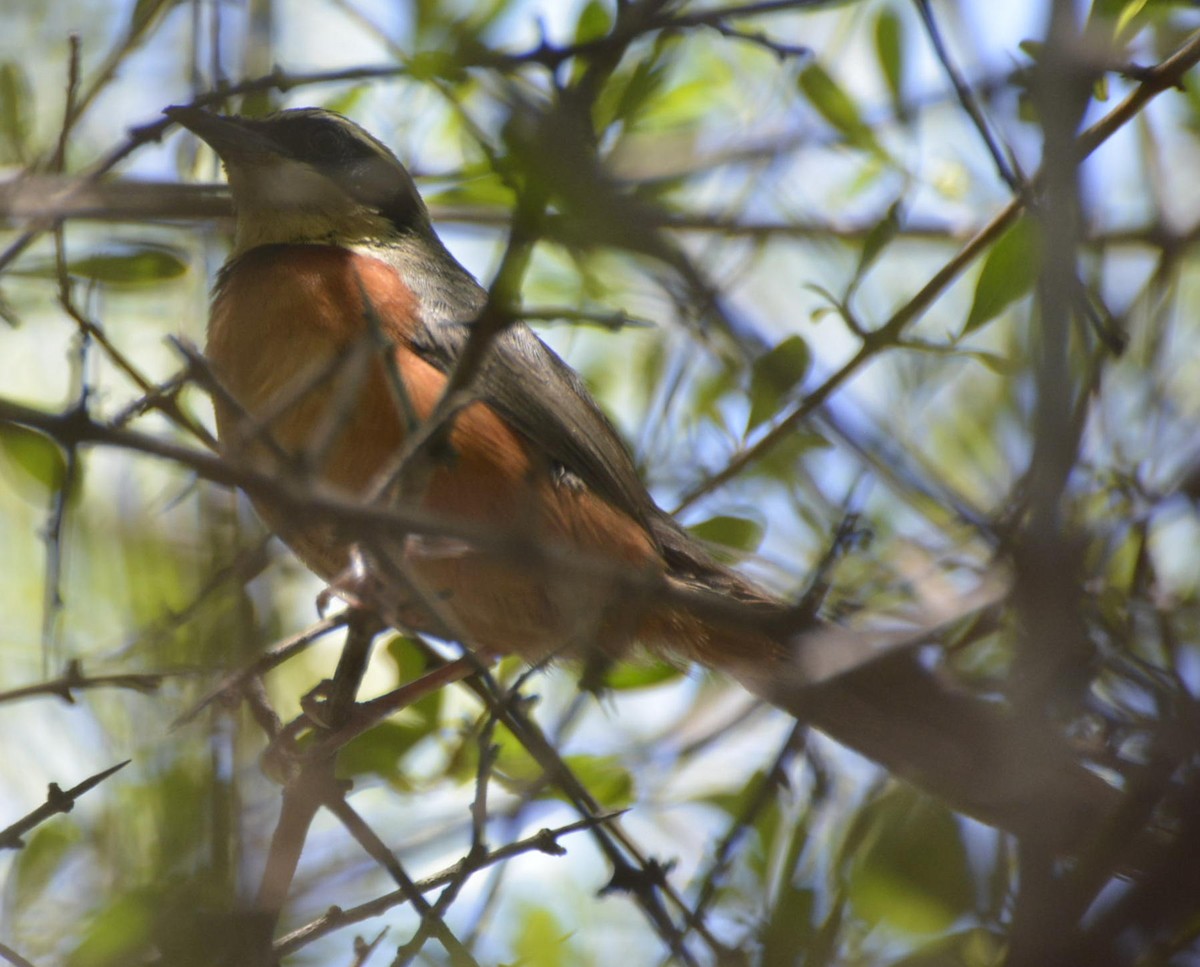 Olive-crowned Crescentchest - Geoff Carpentier