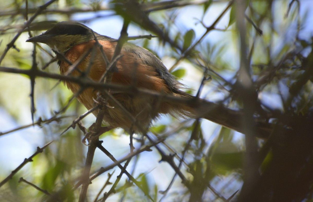 Olive-crowned Crescentchest - Geoff Carpentier