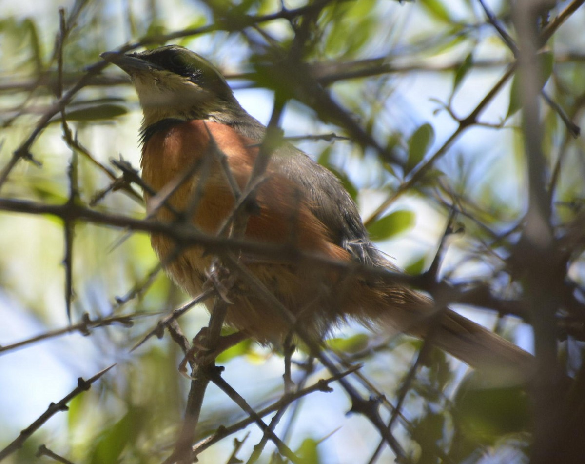 Olive-crowned Crescentchest - Geoff Carpentier