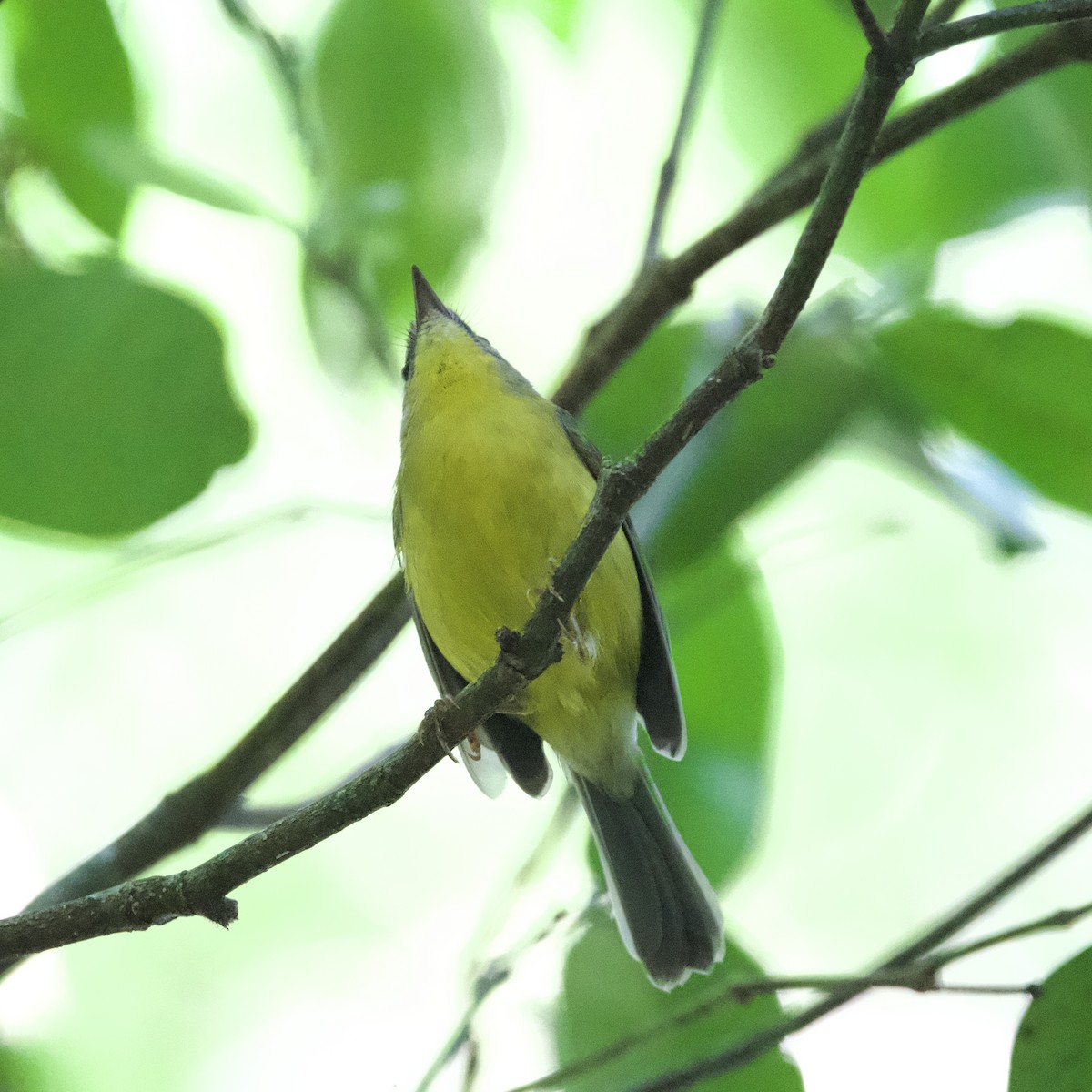 Golden-crowned Warbler - Diane Nastase