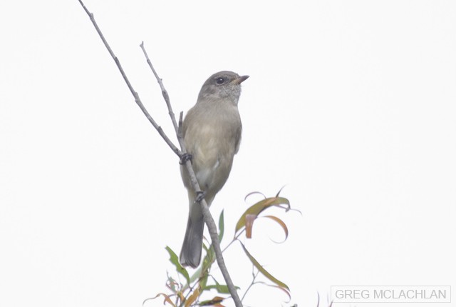 Golden Whistler - ML53149571