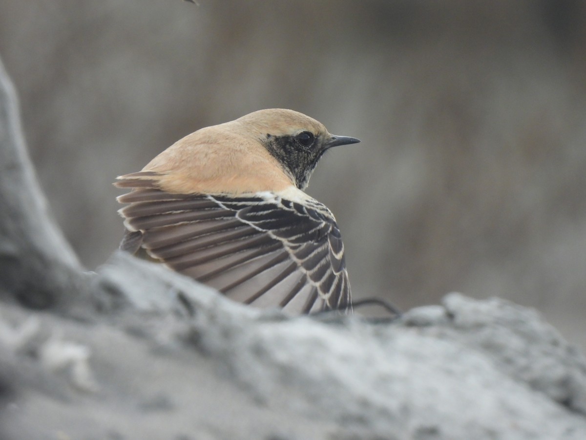 Desert Wheatear - Kun-Hui  Lin