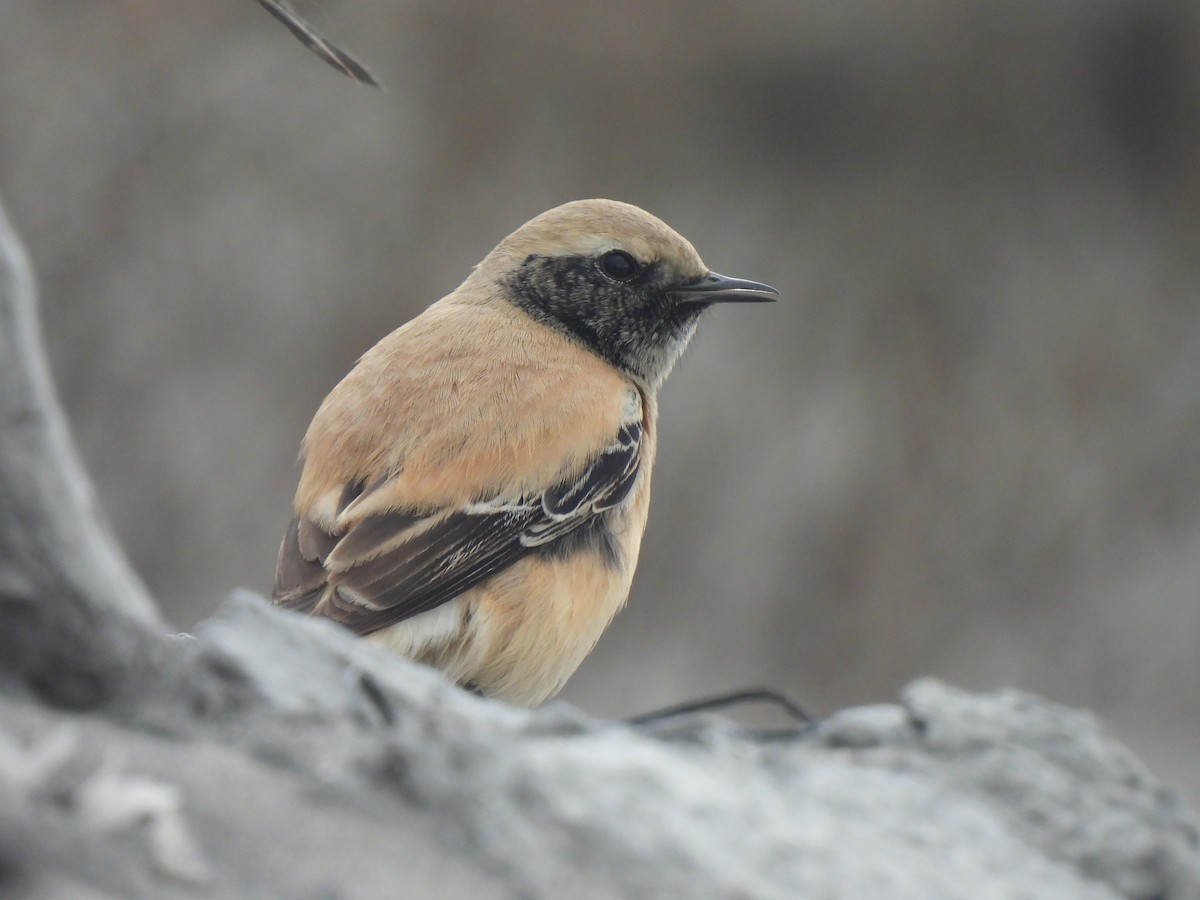 Desert Wheatear - Anonymous