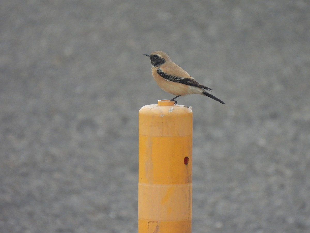 Desert Wheatear - Kun-Hui  Lin