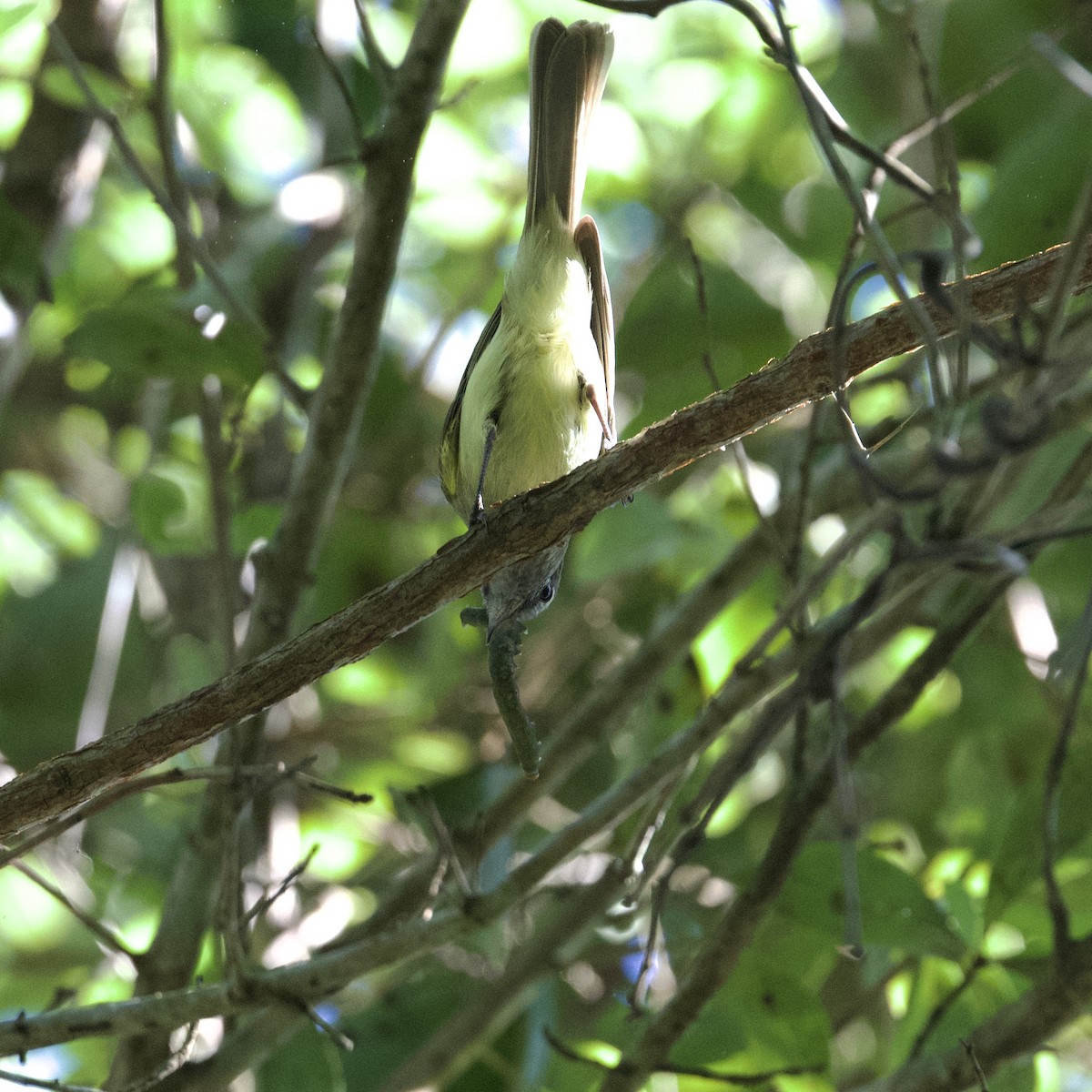 Greenish Elaenia - Diane Nastase