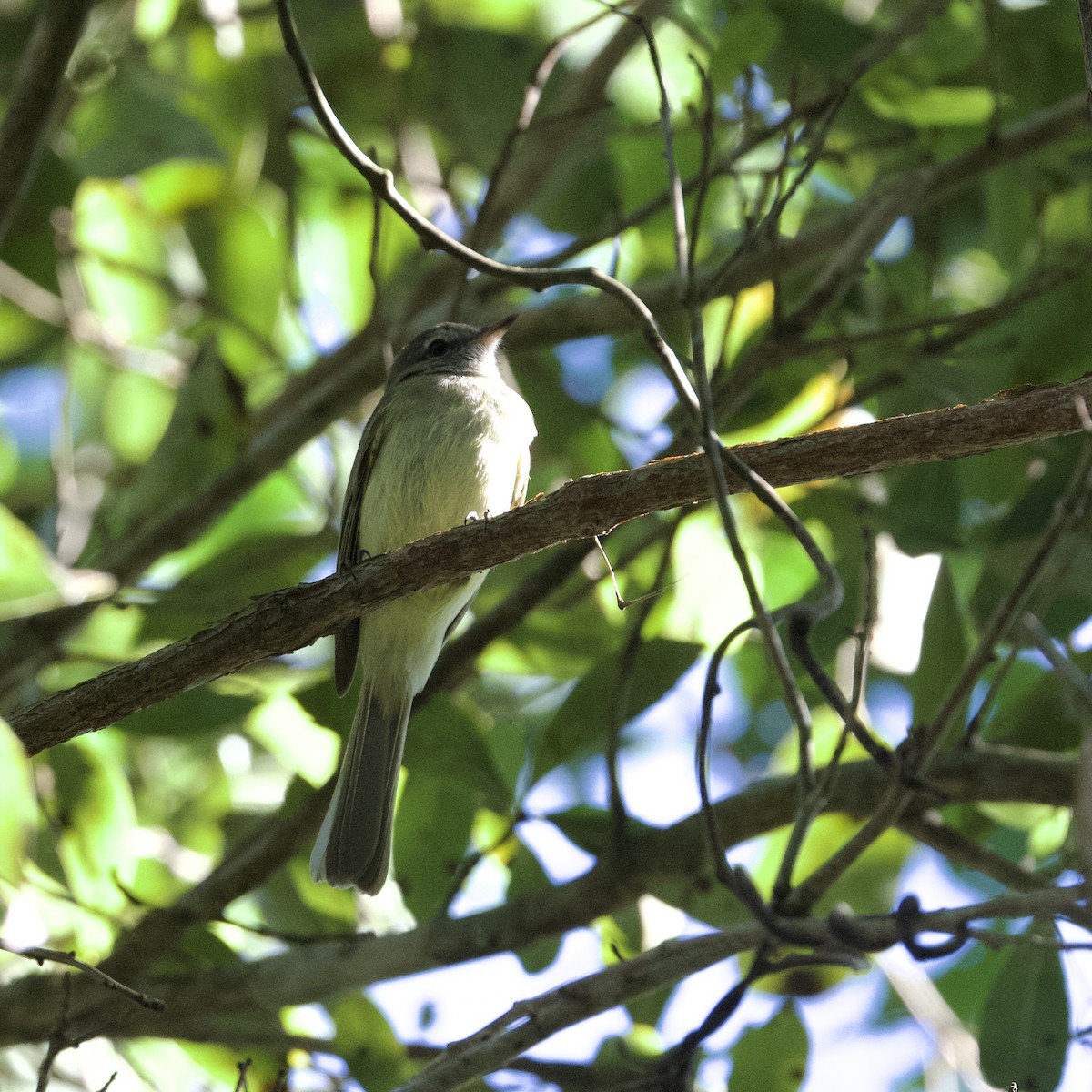 Greenish Elaenia - Diane Nastase