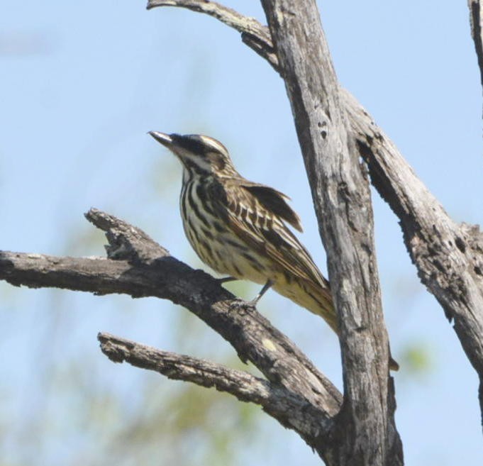 Streaked Flycatcher - ML531496651