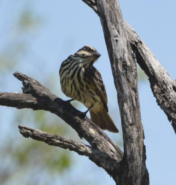 Streaked Flycatcher - Geoff Carpentier