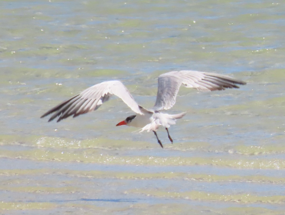 Caspian Tern - ML531497711