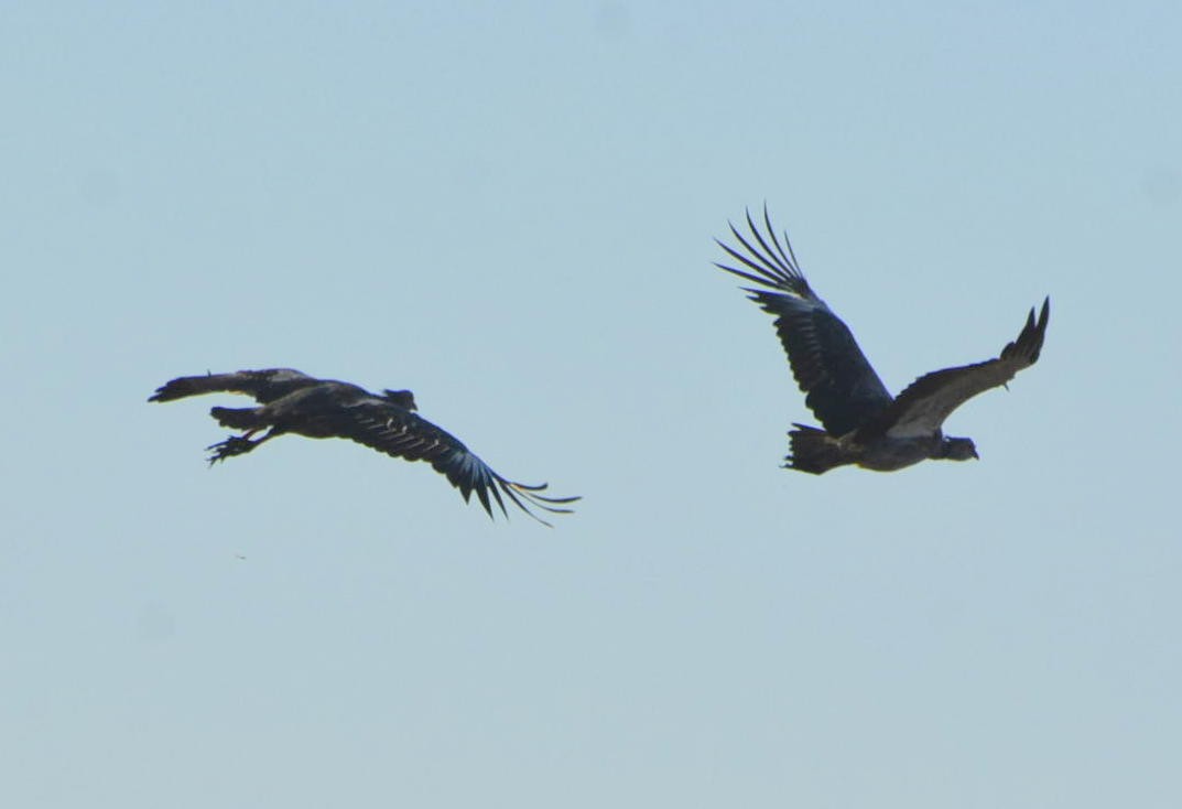 Southern Screamer - ML531498131