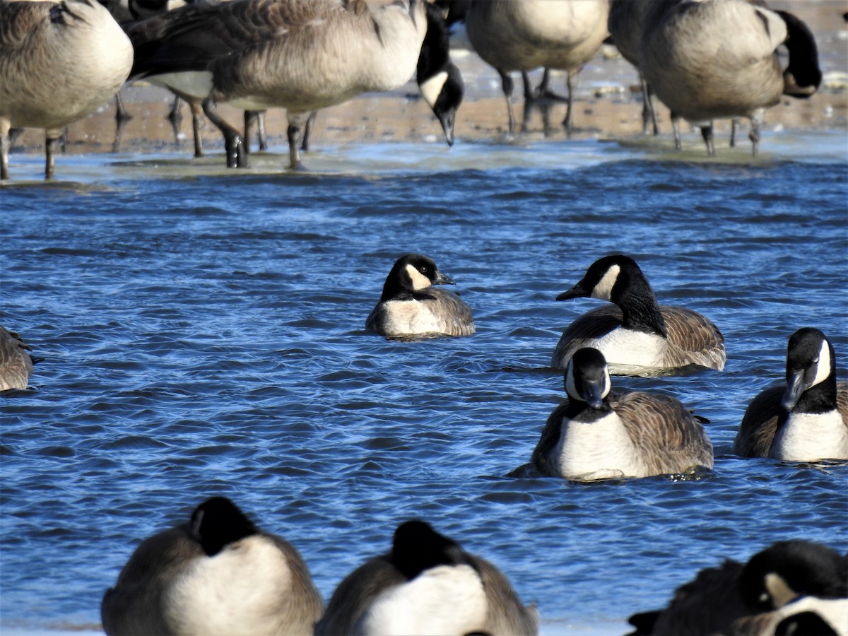 Cackling Goose - ML531498201