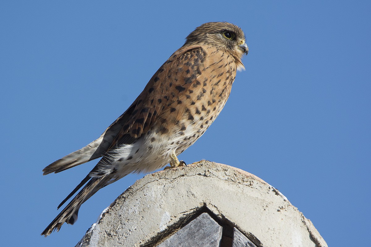 Malagasy Kestrel - ML531498351