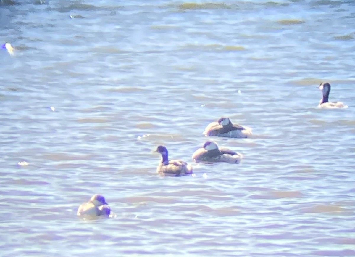 Eared Grebe - ML531498431
