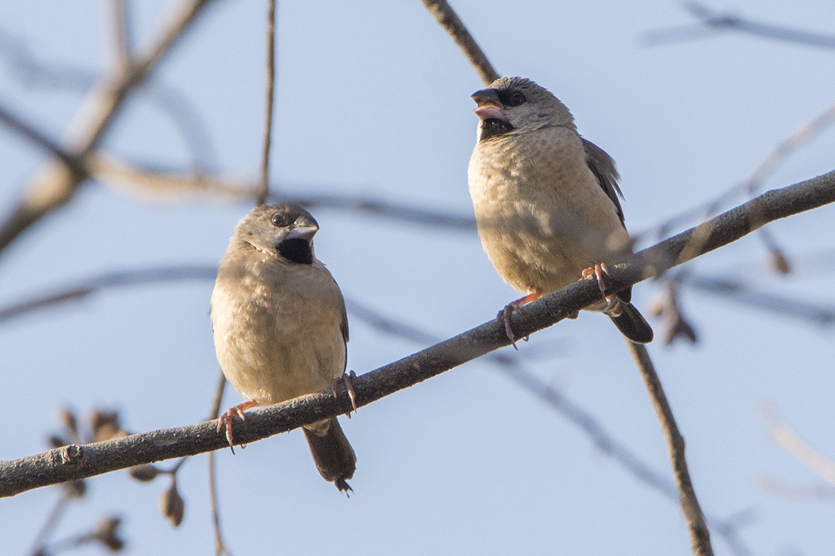 Madagascar Munia - ML531498711