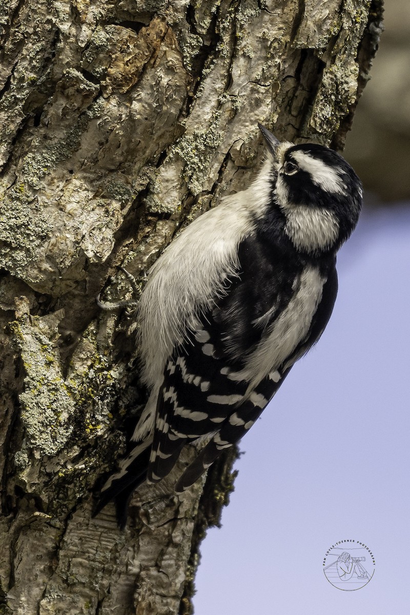 Downy Woodpecker - ML531498811