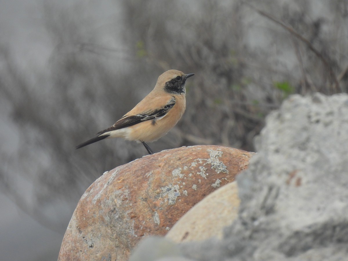 Desert Wheatear - Anonymous