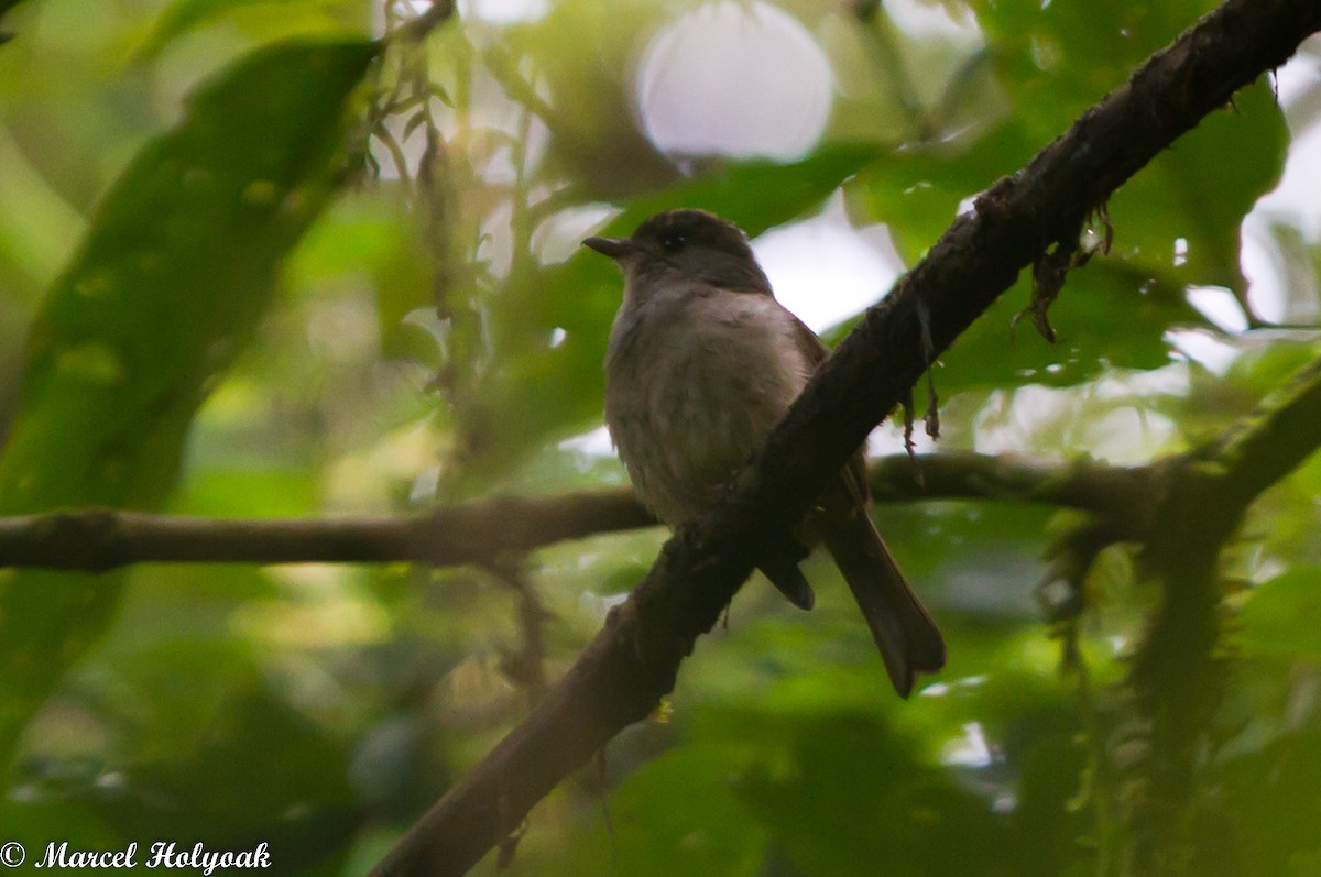 Matinan Flycatcher - ML531499271