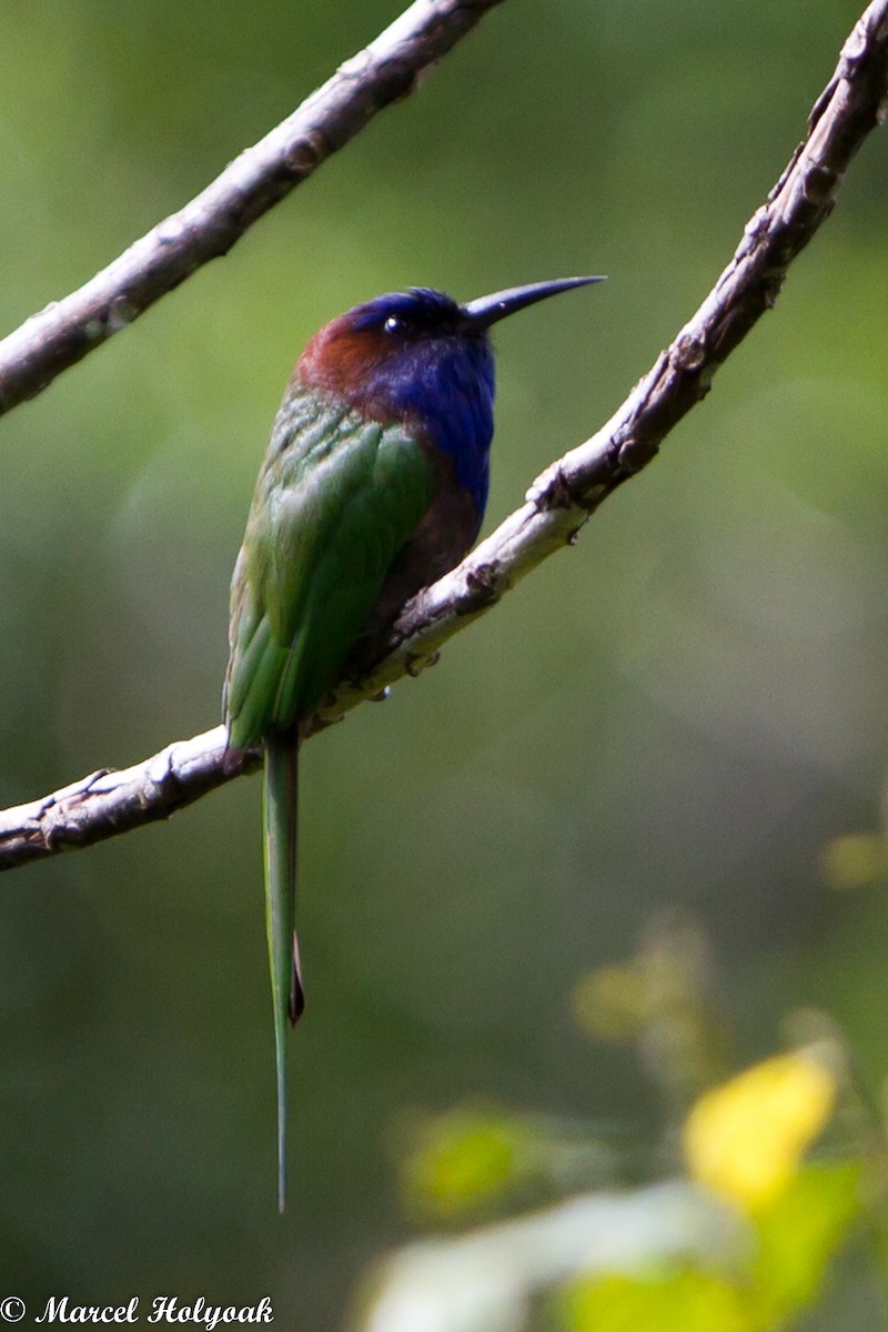 Purple-bearded Bee-eater - ML531499561