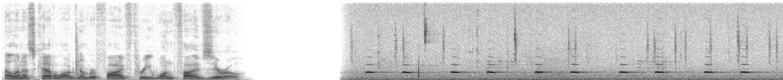 Chevêchette naine (gnoma) - ML53150