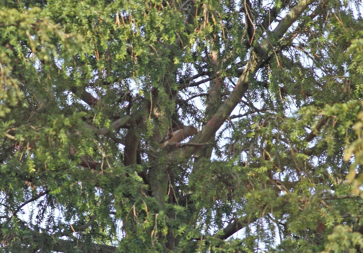 Hawfinch - Andrew Steele