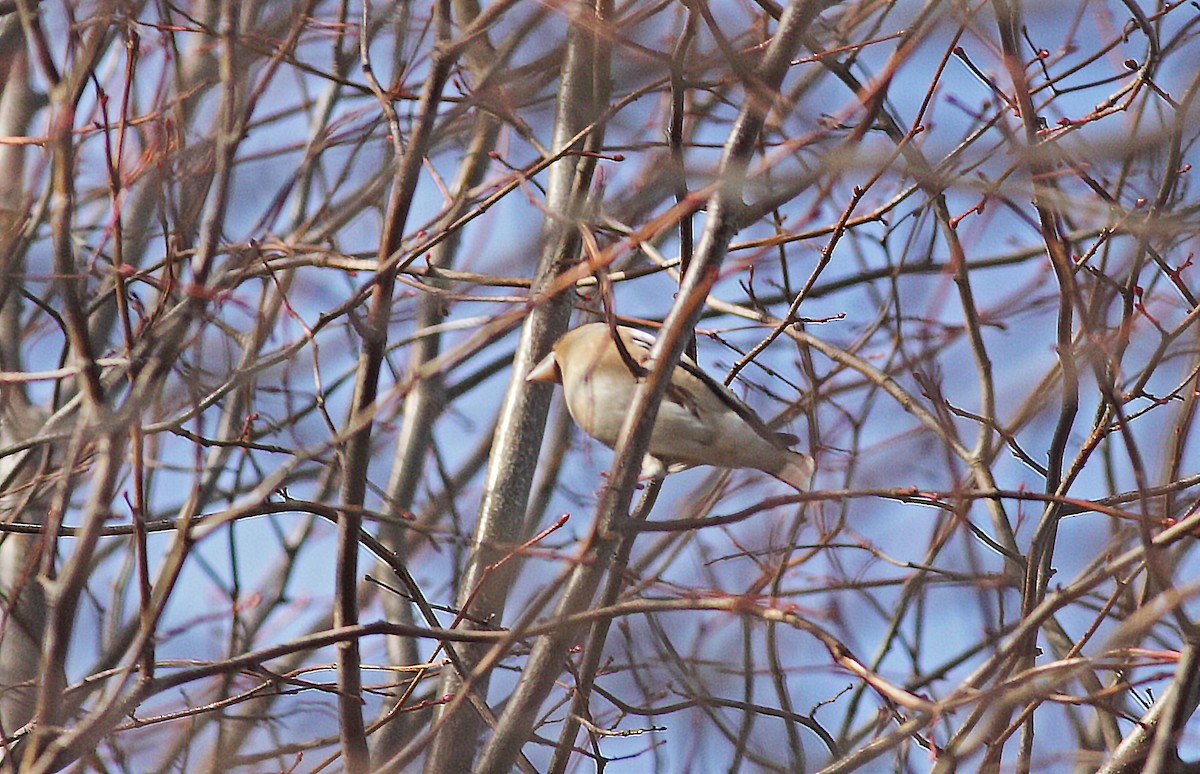 Hawfinch - ML531500491