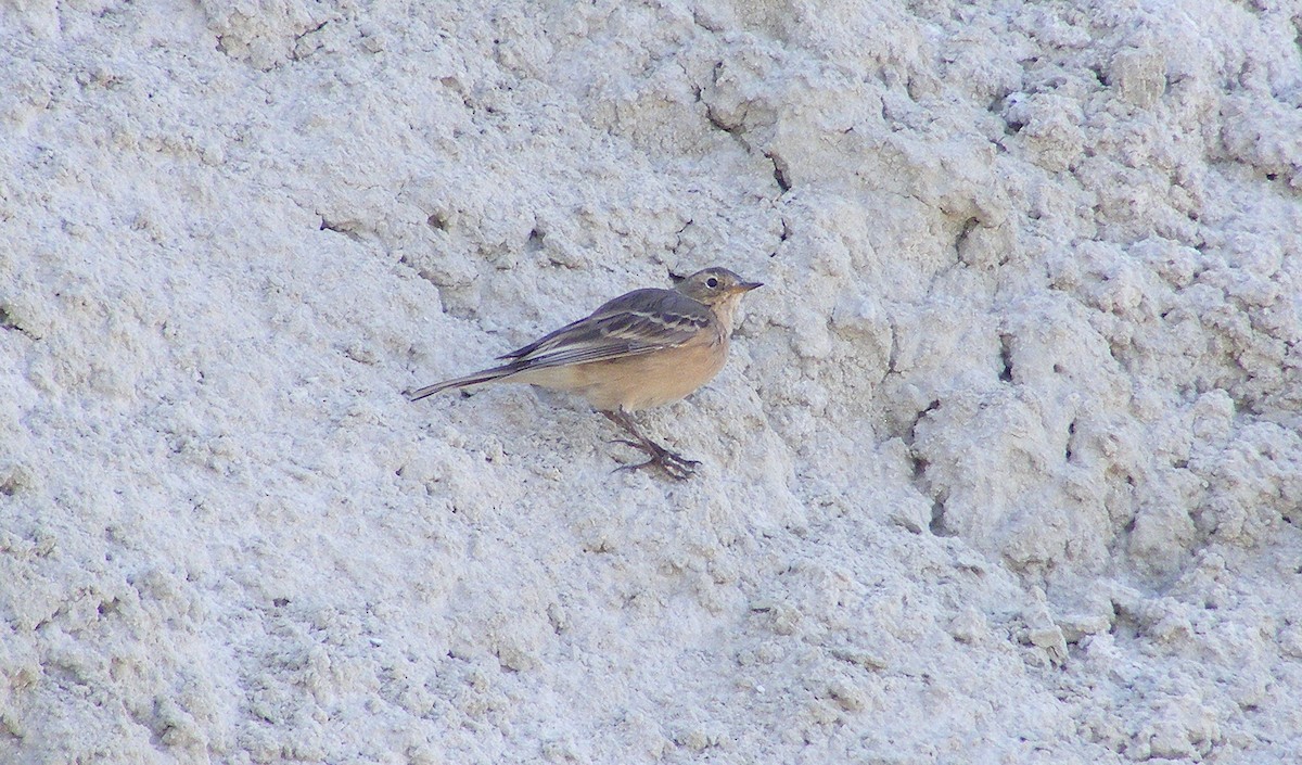 Pipit d'Amérique - ML53150051