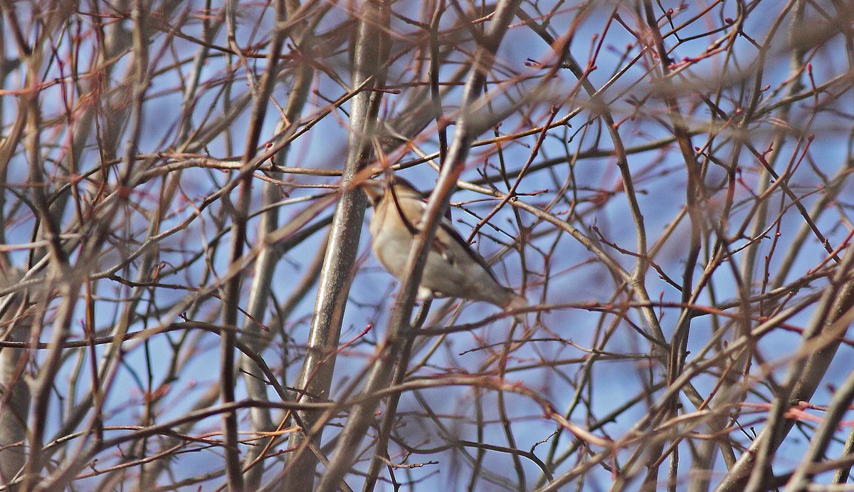 Hawfinch - Andrew Steele