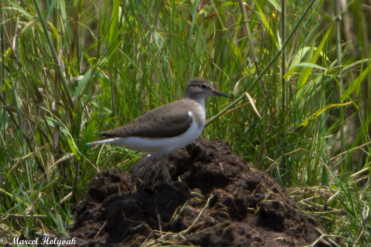 Common Sandpiper - ML531500581